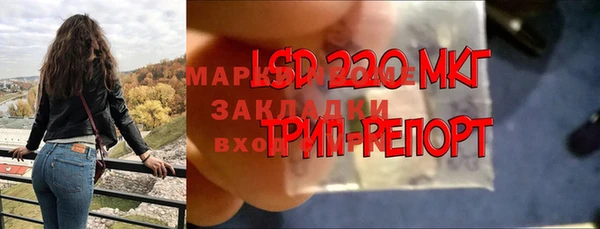 хмурый Аркадак
